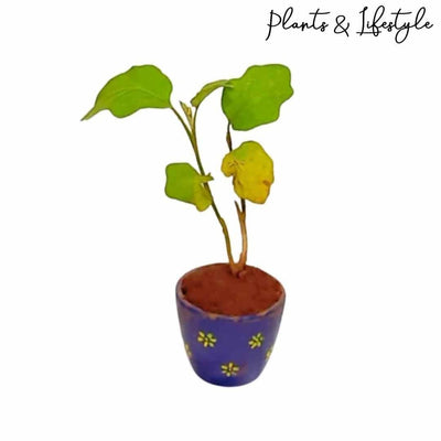 Plants and Lifestyle Plant Brinjal Plant Buy Brinjal Plant Online from Urban Plants 
