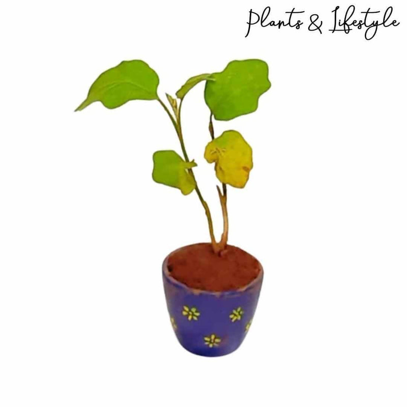 Plants and Lifestyle Plant Brinjal Plant Buy Brinjal Plant Online from Urban Plants 