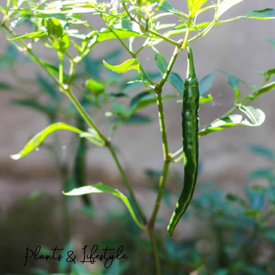 Plants-and-Lifestyle-Plant-Chilli-Plant-Buy-Chilli-Plant-Online-from-Urban-Plants 