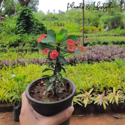Plants-and-Lifestyle-Plant -Christ-Plant-Buy -Christ-Plant-Euphorbia-milii-Online-Urban-Plants 