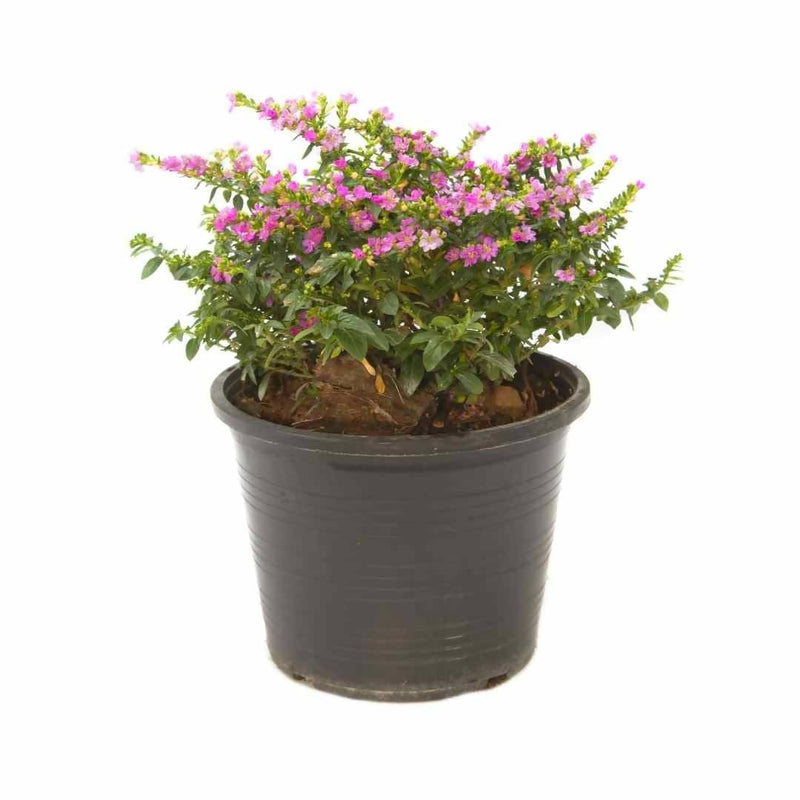 Plants and Lifestyle Plant False Heather Buy Mexican False Heather Plant Online from Urban Plants 