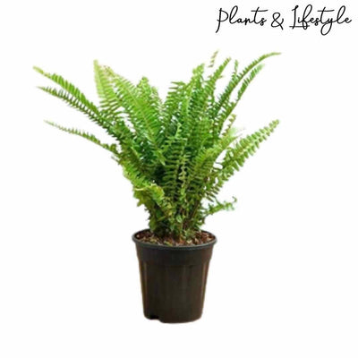 Plants and Lifestyle Plant Fern Plant Buy Fern Plant Online from Urban Plants 