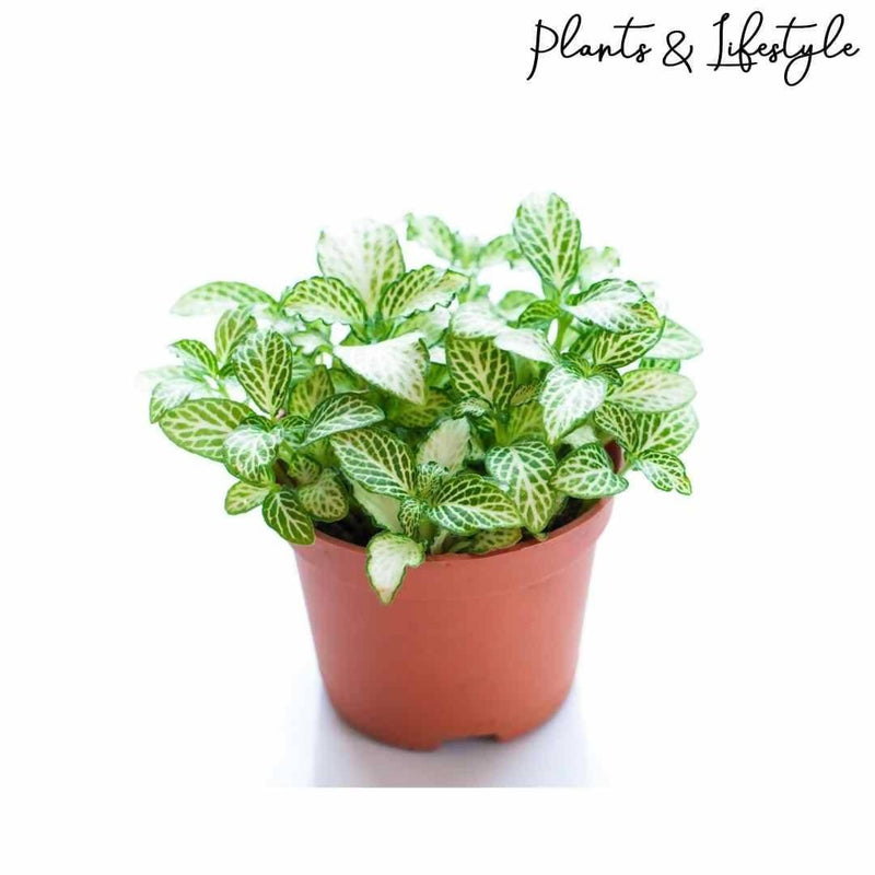 Plants and Lifestyle Plant Fittonia Plant Buy Fittonia Green Plant,  Nerve Plant Online 