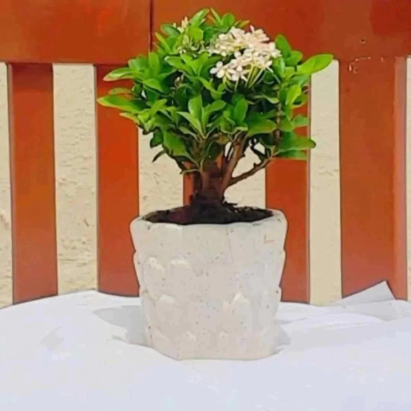 Plants and Lifestyle Plant Ixora Plant Buy Ixora Plant Online from Urban Plants 