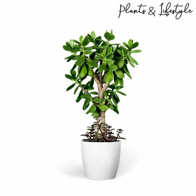 Plants and Lifestyle Plant Jade Plant Buy Jade Plant Online at lowest price from Urban Plants 