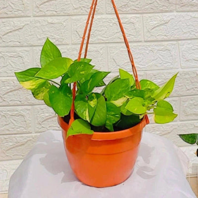 Plants and Lifestyle Plant Money Plant Buy Green pothos Money Plant Online 