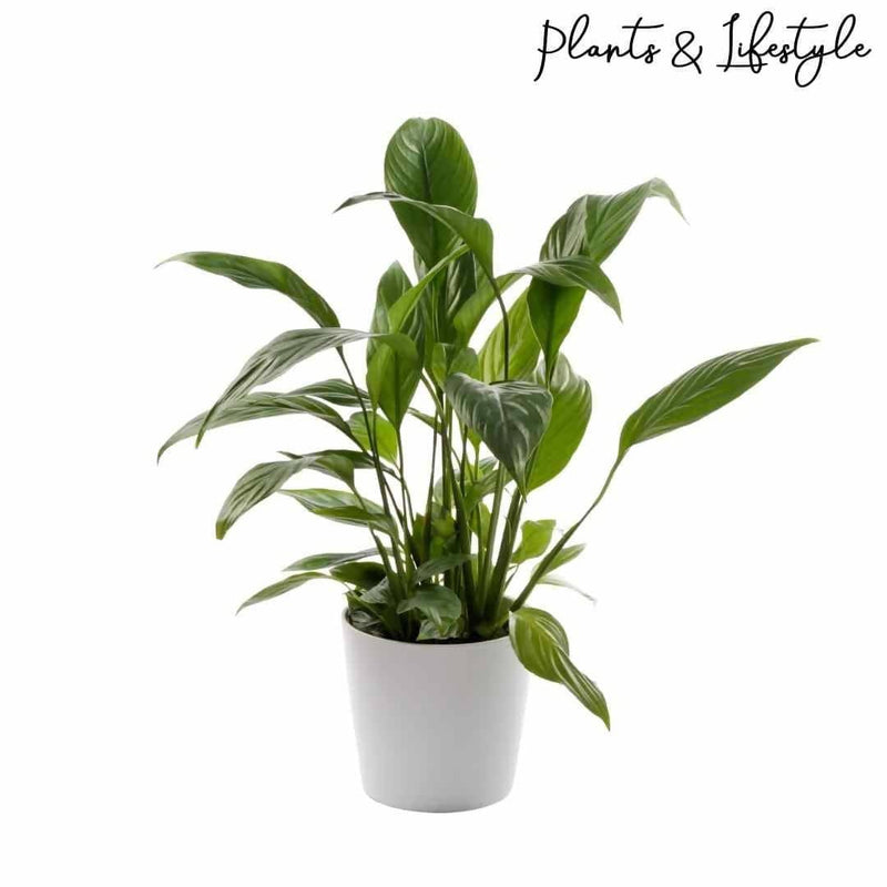 Plants and Lifestyle Plant Peace Lily Plant Buy Peace Lily Plant Online at lowest price from Urban Plants 