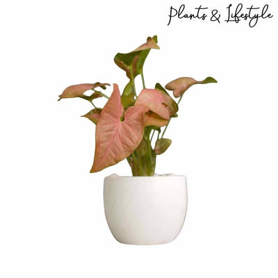 Plants and Lifestyle Plant Pink Syngonium Plant Buy Pink Syngonium Plant Online 