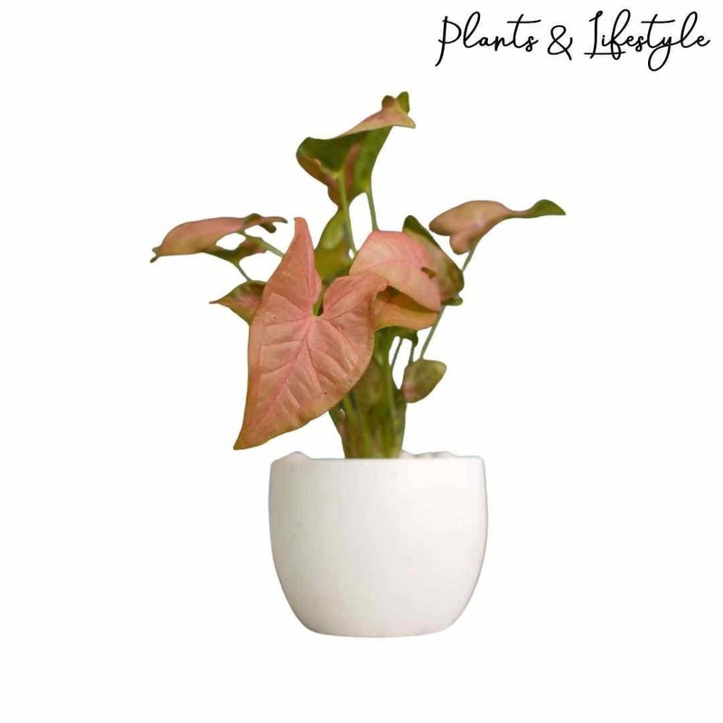 Plants and Lifestyle Plant Pink Syngonium Plant Buy Pink Syngonium Plant Online 
