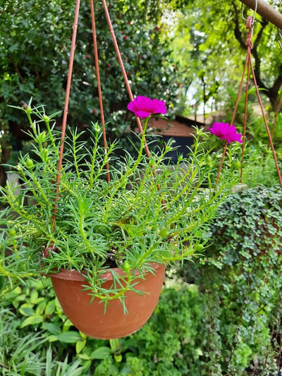 Plants and Lifestyle Plant Protulaca Grandiflora Moss Rose Plant Buy Moss Rose Plant - Portulaca Grandiflora Online 