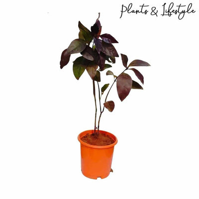 Plants and Lifestyle Plant Purple False Eranthemum Plant Buy Purple False Eranthemum Plant Online 