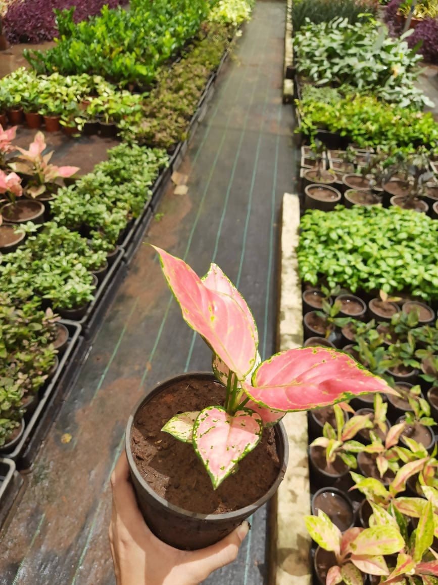 Red aglonema plant newest garden and indoor plant (5inch - 18 inch)