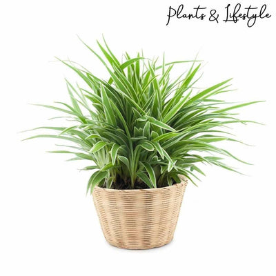 Plants and Lifestyle Plant Spider Plant Buy Spider Plant | Hanging Indoor Plant Online 
