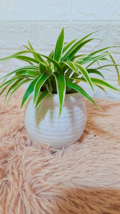 Plants and Lifestyle Plant Spider Plant Buy Spider Plant Online from Urban Plants 
