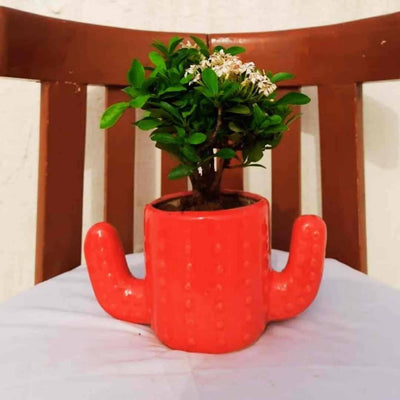 Plants and Lifestyle Pot Red Cactus Ceramic Pot Buy Cactus Shaped Ceremic Pots from Urban Plants 