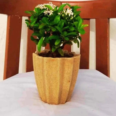 Plants and Lifestyle Pots and Planters Origami Beige Ceramic Pot Buy Ceramic Pots Online