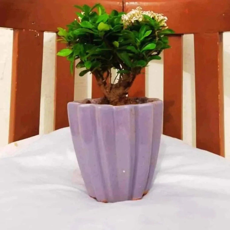 Plants and Lifestyle Pots and Planters Origami Lavender Ceramic Pot Buy Ceramic Pots Online From Urban Plants 