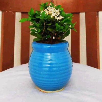 Plants and Lifestyle Pots Blue Matka Ceramic Pot Buy Blue Matka Ceramic Pot Online 