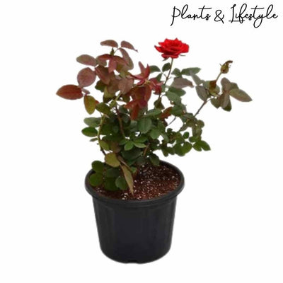 Plants and Lifestyle Red Rose Plant Buy Red Rose Plant Online 