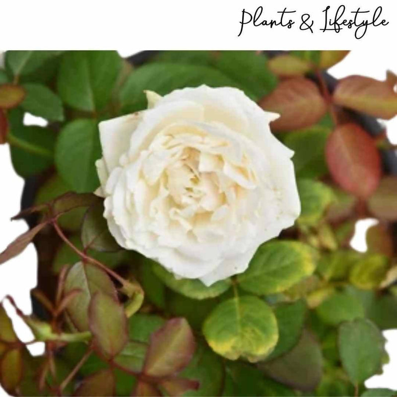 white-Rose-Plant-Urban-Plants