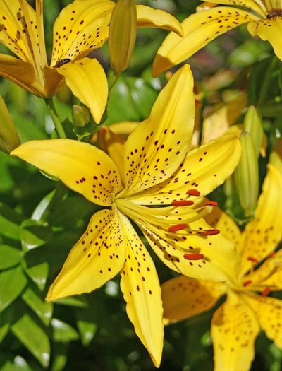 Pracheta Urban Garden Flower Bulbs Pot Lilium