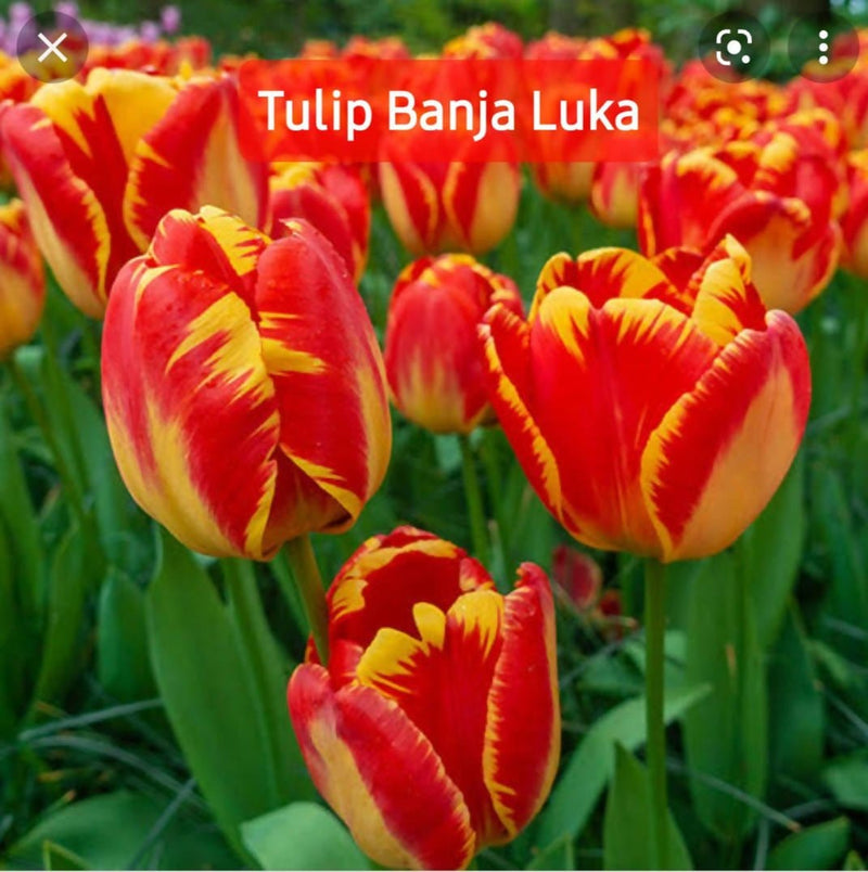 Tulip-Flower-Bulb-Urban-Plants