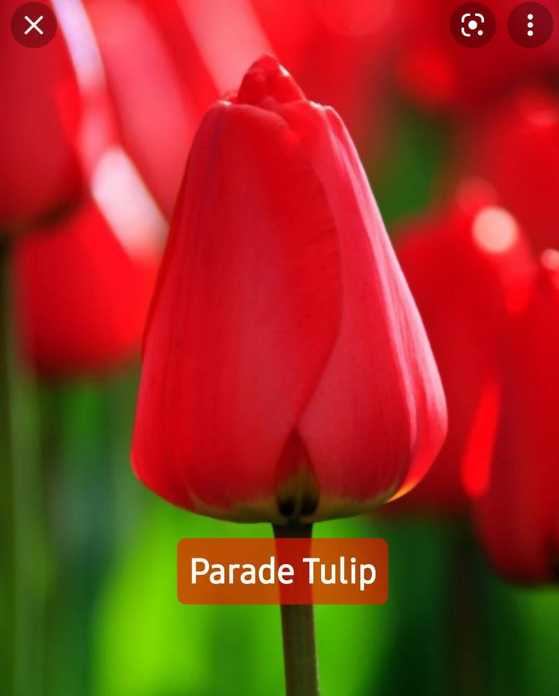 Tulip-Flower-Bulb-Urban-Plants