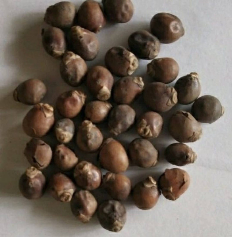 Pratyusha Nursery Seed 1kg Royal Palm Seed /Bottle Palm seed