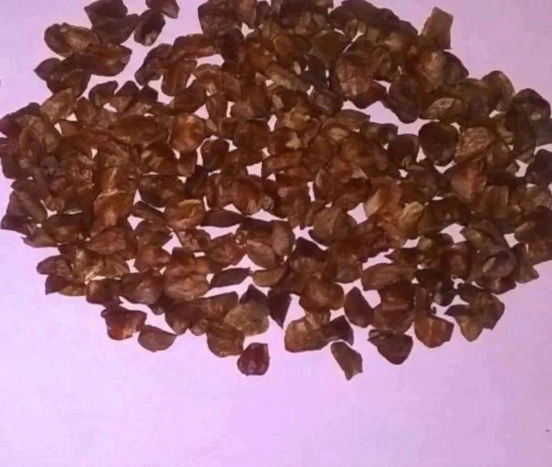 Pratyusha Nursery Seed 250 pcs seed Pencil pine Seeds /Italian cypress
