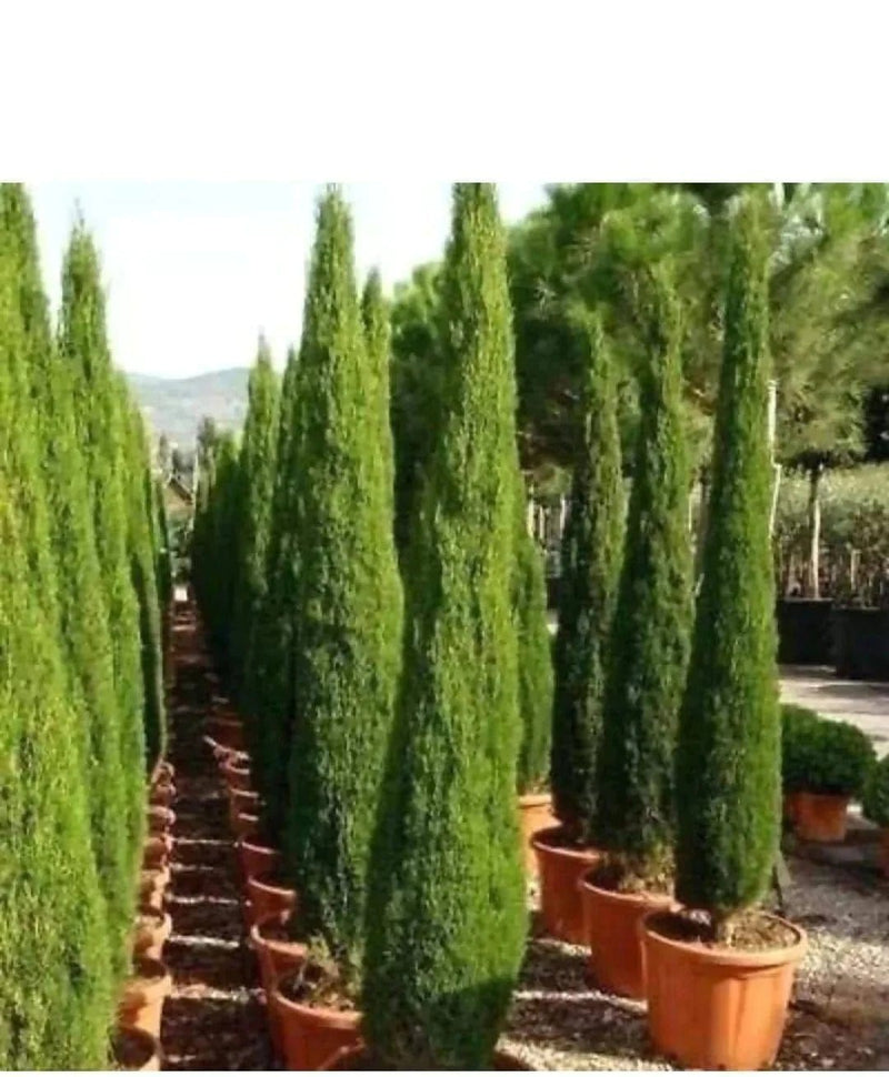 Pratyusha Nursery Seed Pencil pine Seeds /Italian cypress