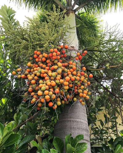 Pratyusha Nursery Seeds 1kg Foxtail palm seeds
