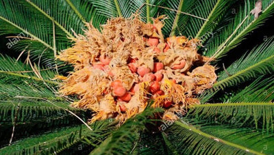 Pratyusha Nursery Seeds Cycus revolta/ Sago palm seed (500gm)
