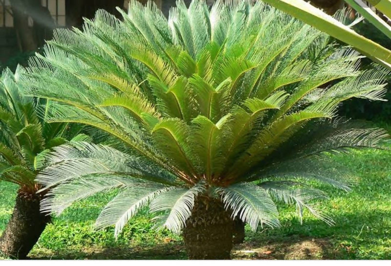 Pratyusha Nursery Seeds Cycus revolta/ Sago palm seed (500gm)