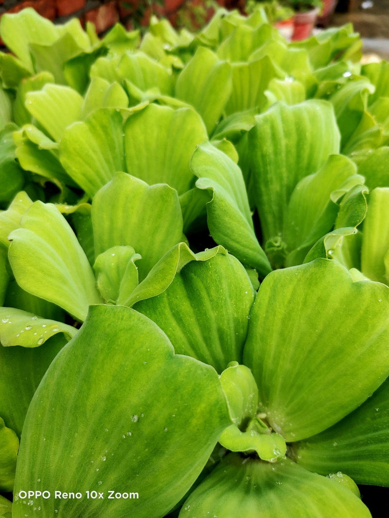 Praveen Kumar Saini Plant Water lettuce