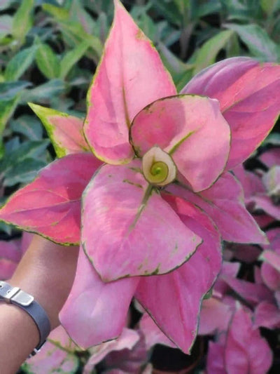 Prayas Nursery PLANT Aglaonema Pink