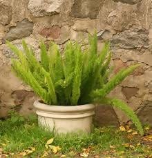 Prayas Nursery PLANT Asparagus (bag)