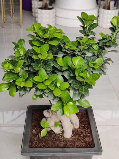 Prayas Nursery PLANT Bonsai ficus Bonsai ficus-Urban Plants-Urban Plants