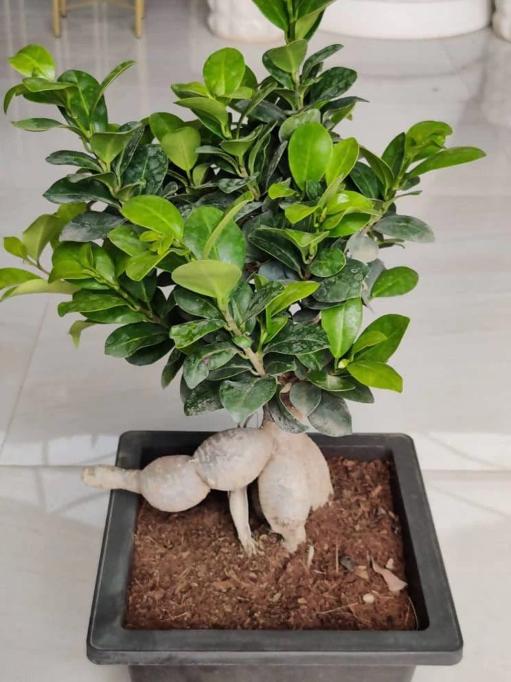 Prayas Nursery PLANT Bonsai Ficus Buy Bonsai Ficus