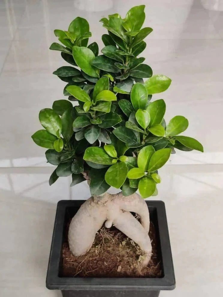 Prayas Nursery PLANT Bonsai ficus Buy Bonsai ficus Online