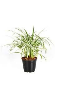 Prayas Nursery PLANT Chlorophytum (Spider Plant)