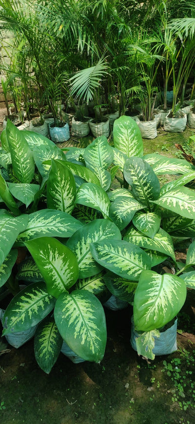 Prayas Nursery PLANT Dieffenbachia