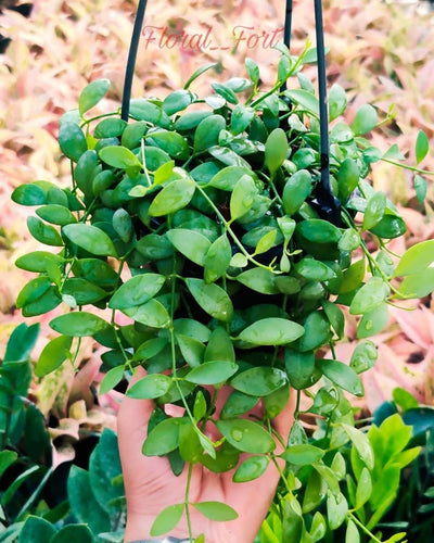 Prayas Nursery PLANT Dischidia Oiantha (Hanging)