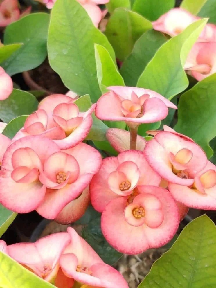 Prayas Nursery PLANT Euphorbia Mili