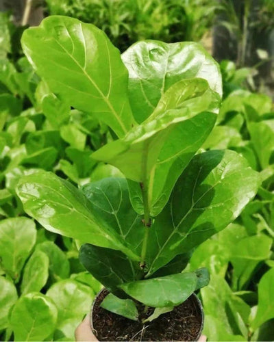 Prayas Nursery PLANT Ficus lyrata or fiddle leaf plant