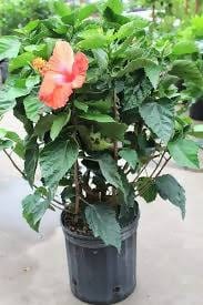 Prayas Nursery PLANT Hibiscus