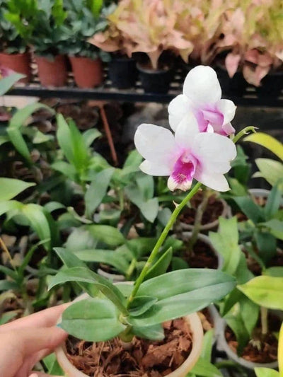 Prayas Nursery PLANT Orchid