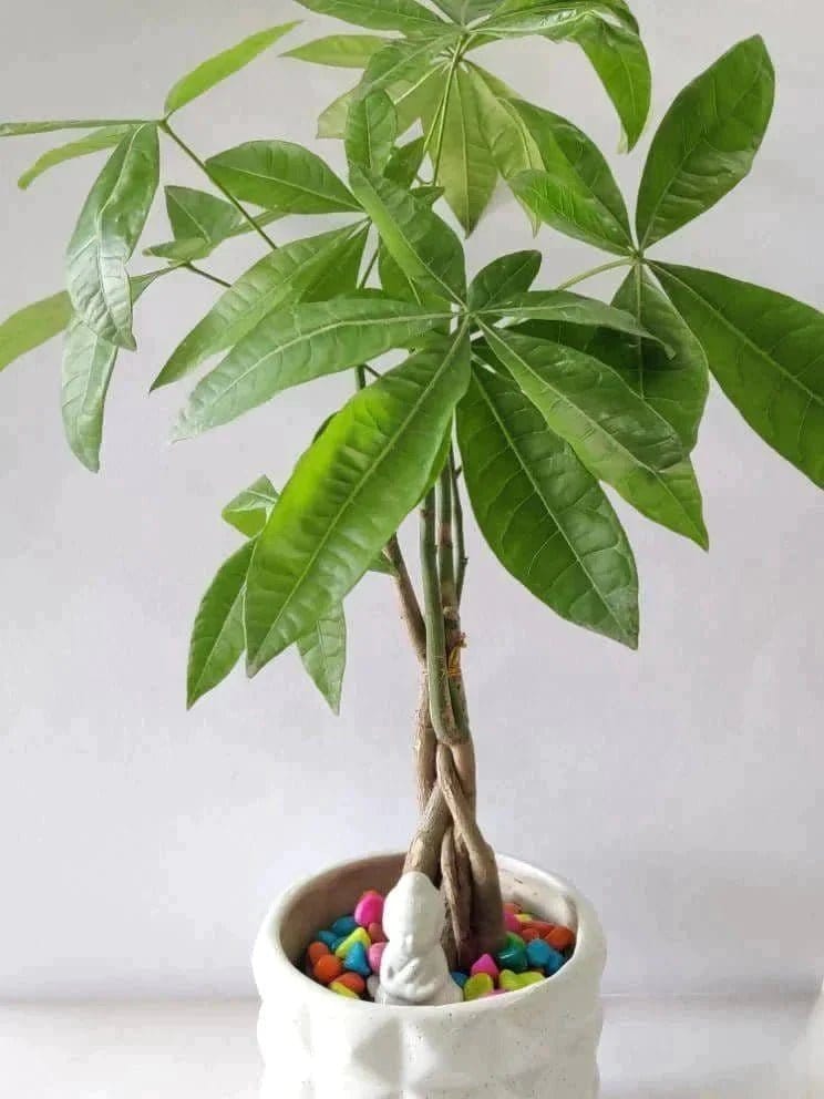 Prayas Nursery PLANT Pachira Money Tree