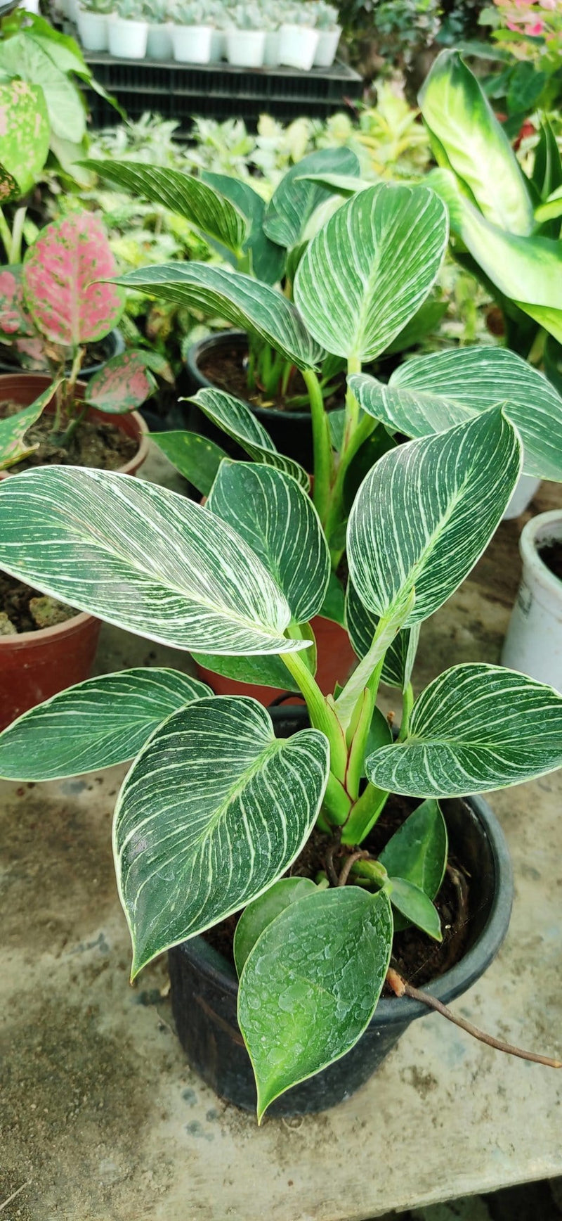 Prayas Nursery PLANT Philondendron Birkin