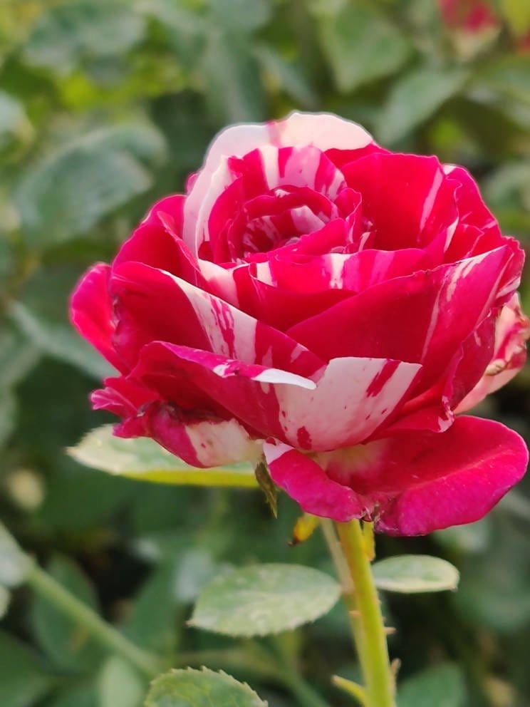 Prayas Nursery PLANT Rose