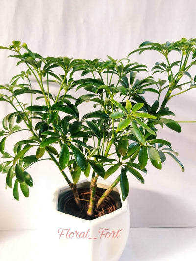 Prayas Nursery PLANT Schefflera green